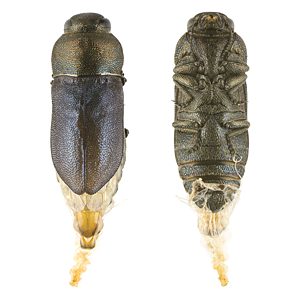 Anilara sp. Ki Ki, PL4307A, female, reared adult, from Lasiopetalum baueri (PJL 3369) root crown as pupa, MU